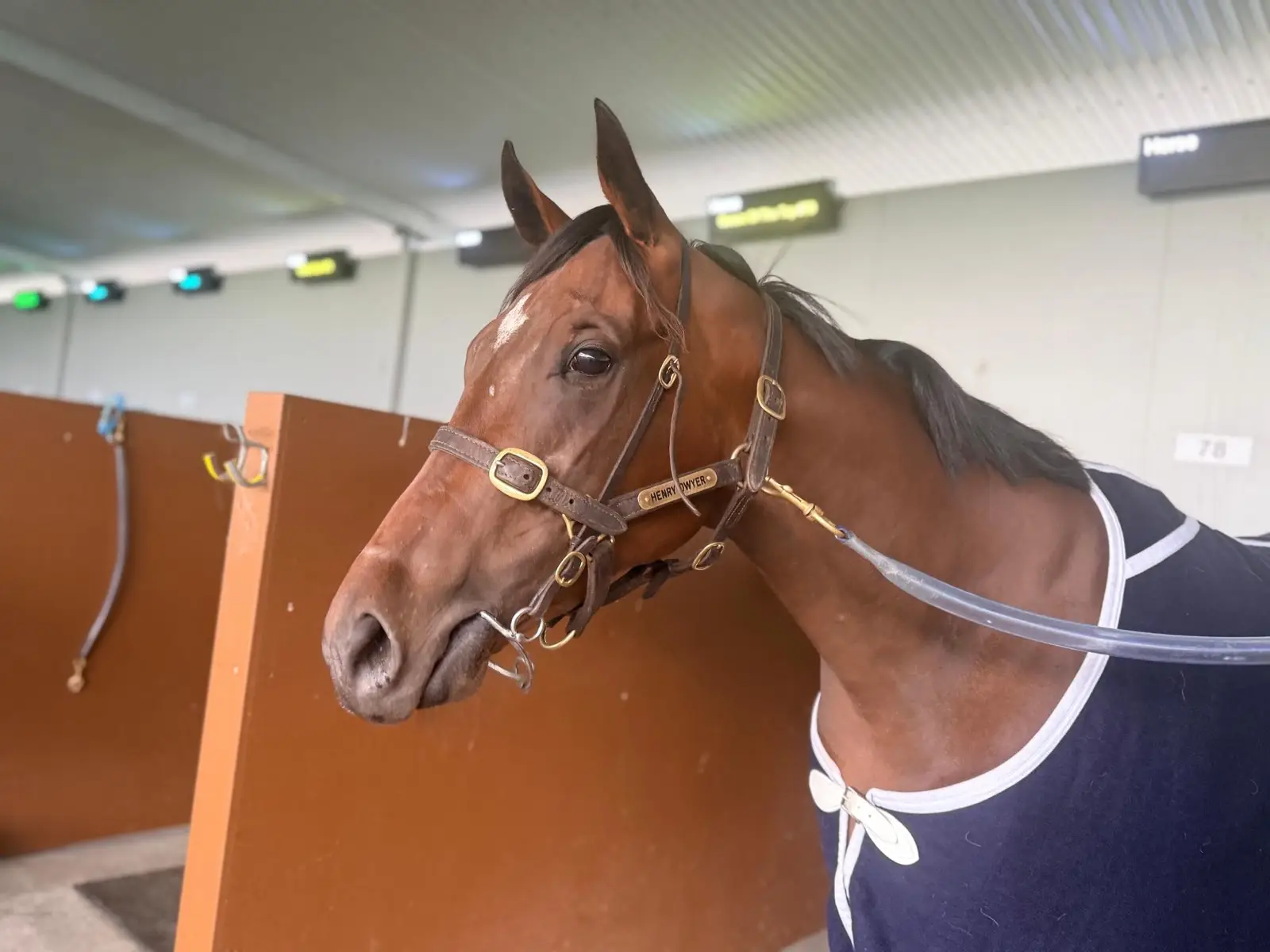 所有馬の写真